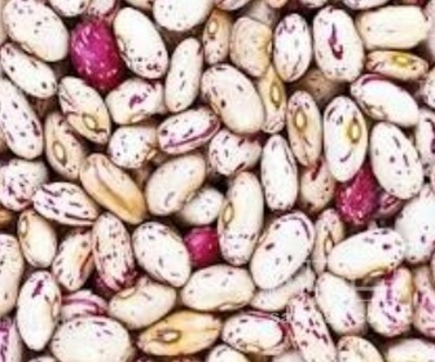 فروش لوبیا چیتی