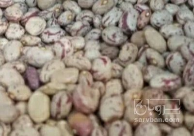 فروش لوبیا چیتی