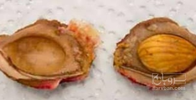 فروش مغز شفتالو