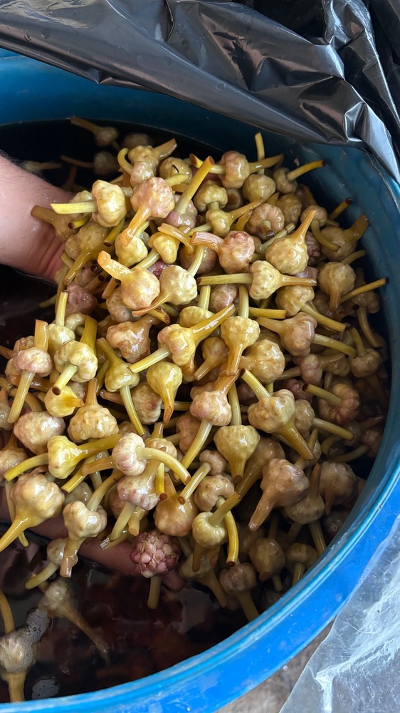 فروش سیر ترشی