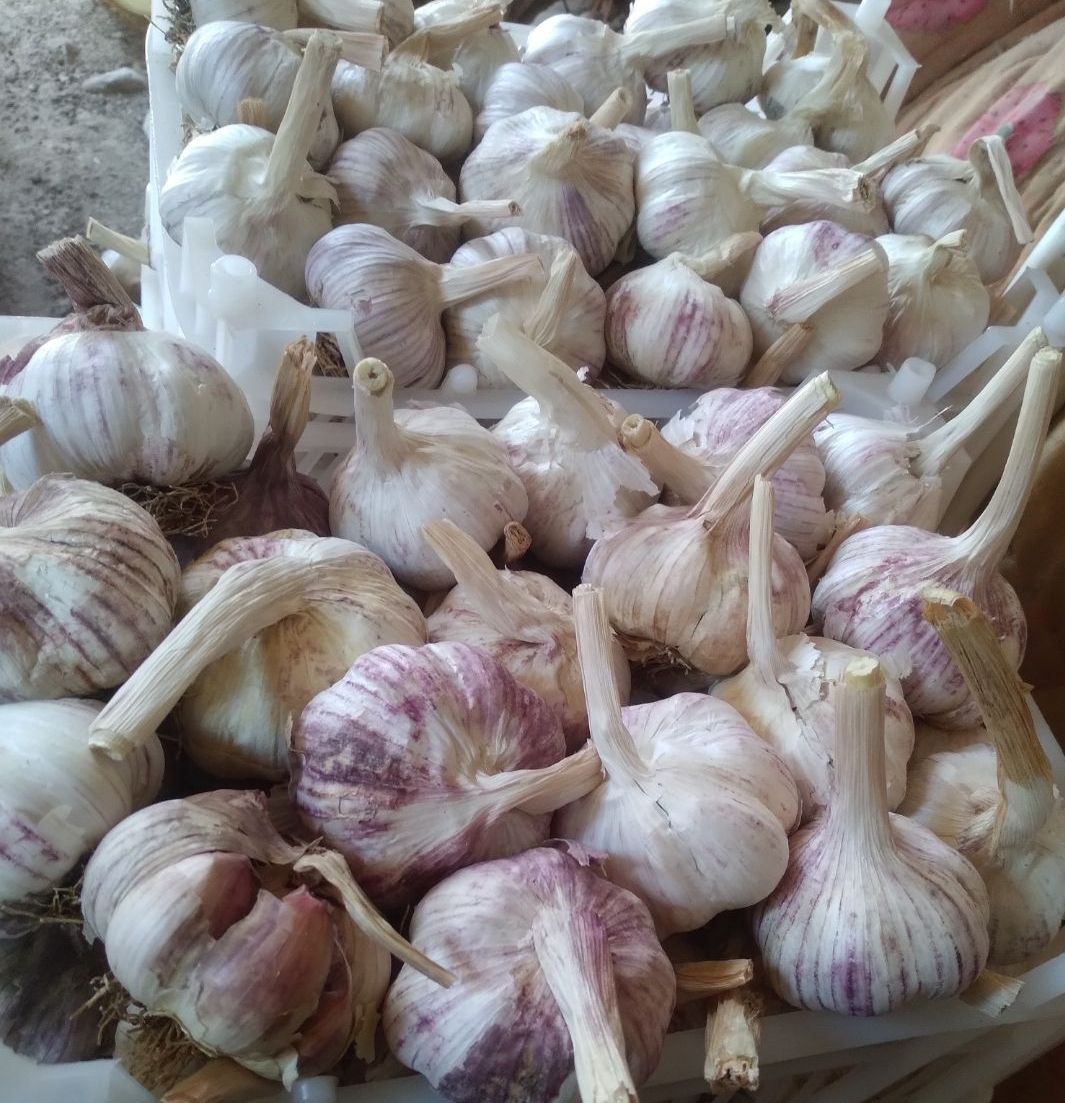 سیر