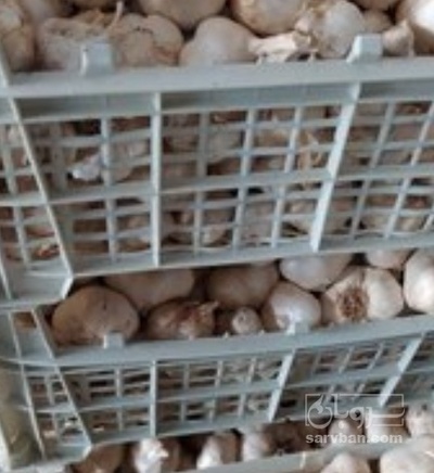 فروش سیر بذری