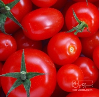 فروش گوجه فرنگی