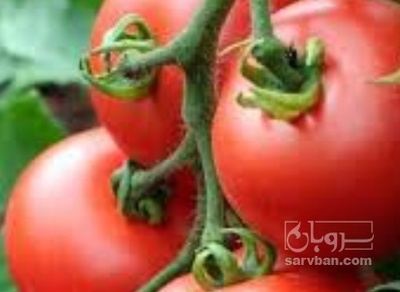 فروش گوجه فرنگی