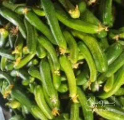 فروش خیار خیار شوری