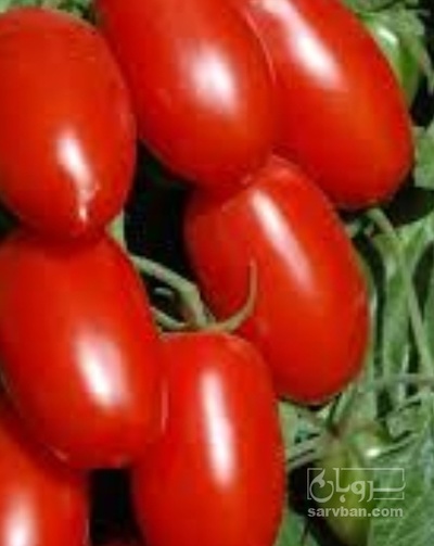 فروش گوجه فرنگی