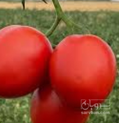 فروش گوجه فرنگی