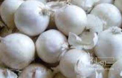 فروش پیاز سفید