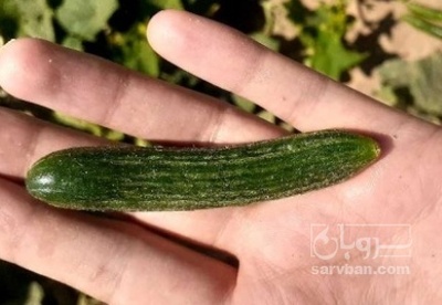 فروش خیار ویژه