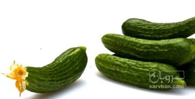 فروش خیار نول