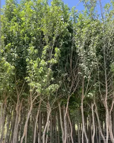 فروش انواع نهال