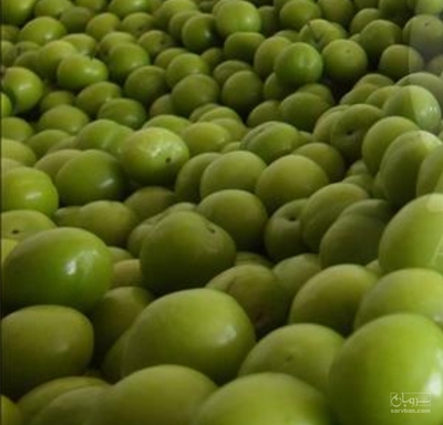 فروش گوجه سبز