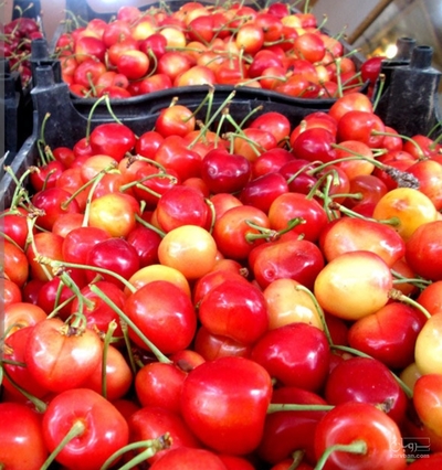 فروش گیلاس
