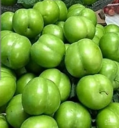 فروش گوجه سبز