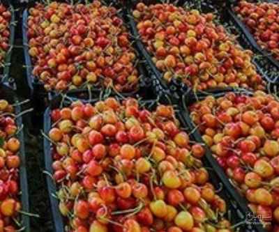 فروش گیلاس