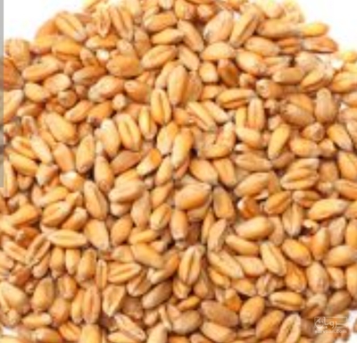 فروش گندم