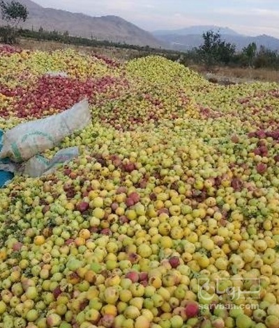 فروش سیب ضایعاتی