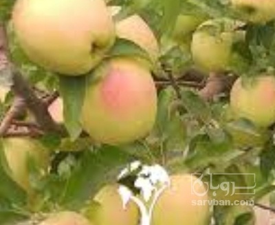 فروش سیب لبنان سردرختی