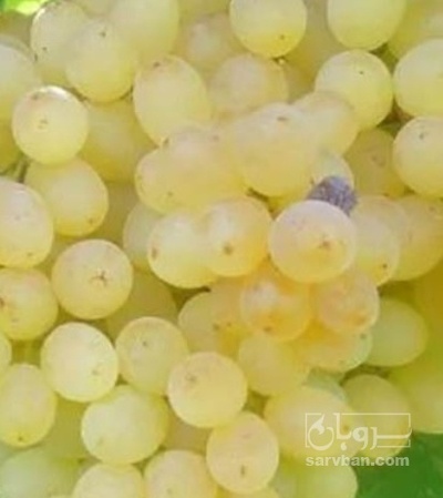 فروش انگور عسگری