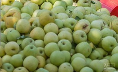 فروش سیب