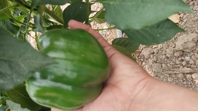 فروش فلفل دلمه ای سبز