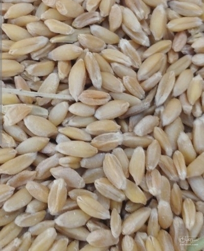فروش گندم