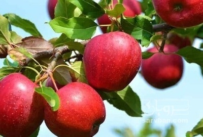 فروش سیب قرمز