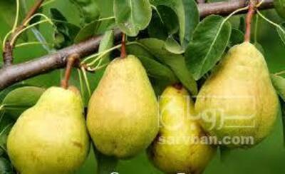 فروش گلابی