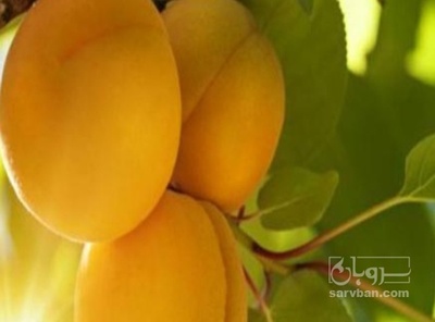 فروش زردآلو