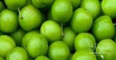 فروش گوجه سبز