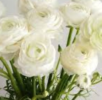 فروش آلاله (گیاه‌ دارویی)