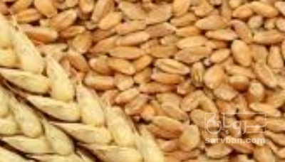 فروش گندم