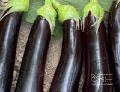 فروش بادمجان