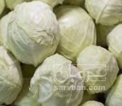 فروش کلم برگی سفید