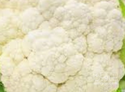 فروش گل کلم