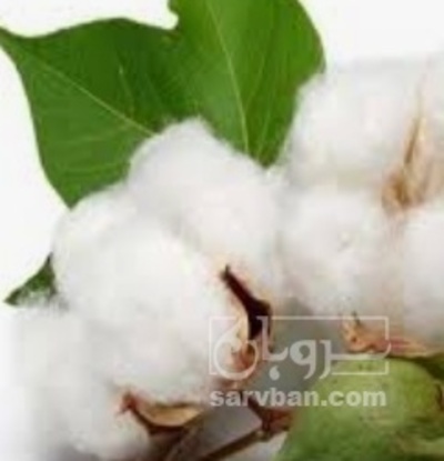 فروش پنبه