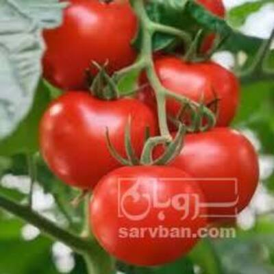 فروش گوجه فرنگی