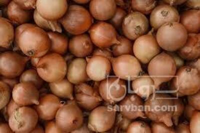 فروش پیاززرد