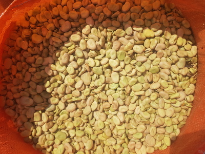 فروش باقلا خشک تازه درجه یک