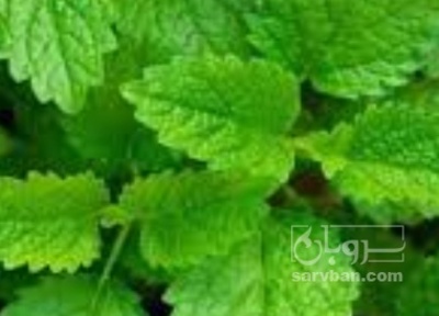 فروش بادرنجبویه (گیاه‌ دارویی)