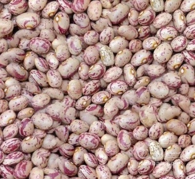 فروش لوبیا چیتی