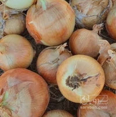 فروش پیاز زرد