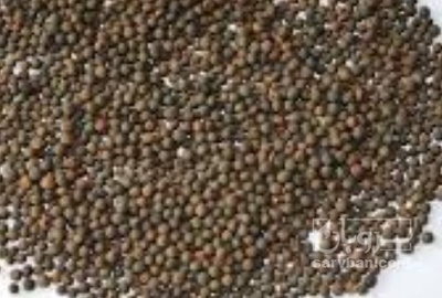 فروش گاودانه - کرسنه  - کوروشنه