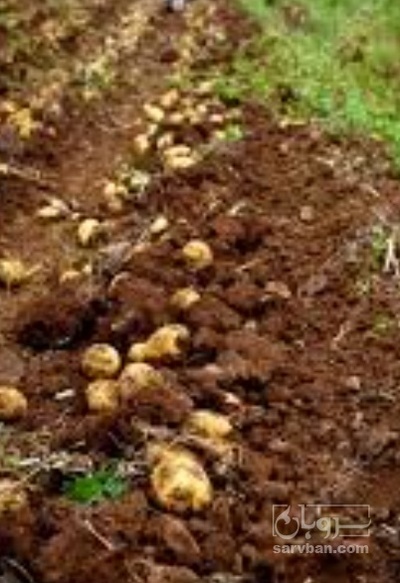 فروش سیب زمینی ضایعاتی