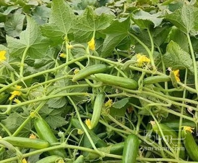 فروش خیار ریز