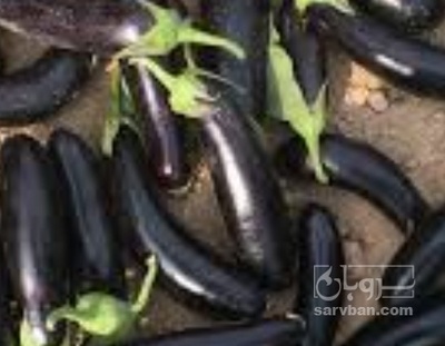 فروش بادمجان