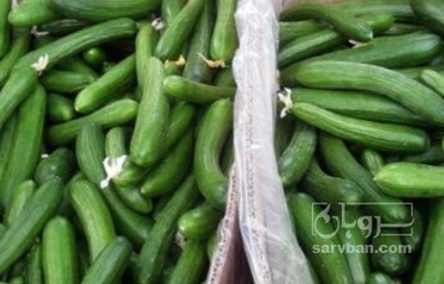 فروش خیار خیار شوری