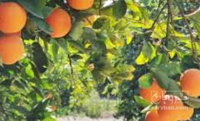 فروش نارنگی