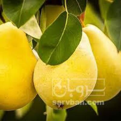 فروش گلابی