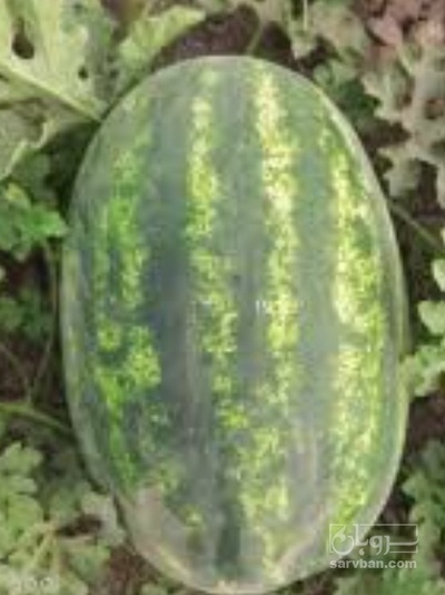 فروش هندوانه بیضی